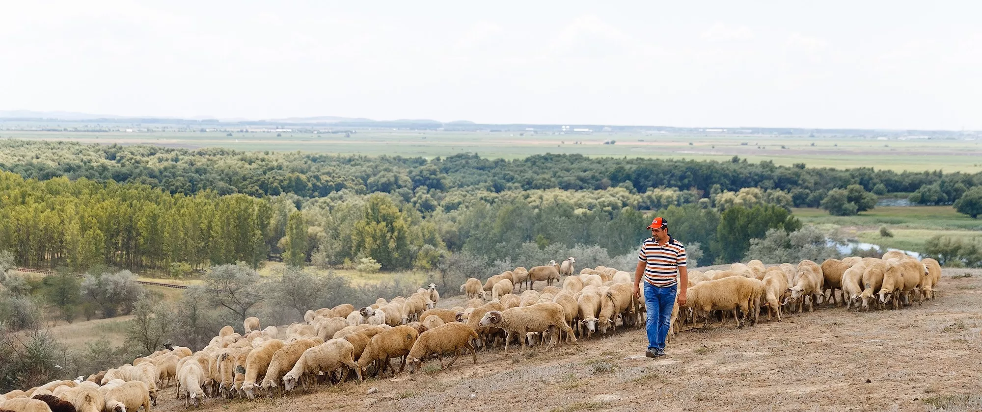 A man with a flock of sheep on a hillside.