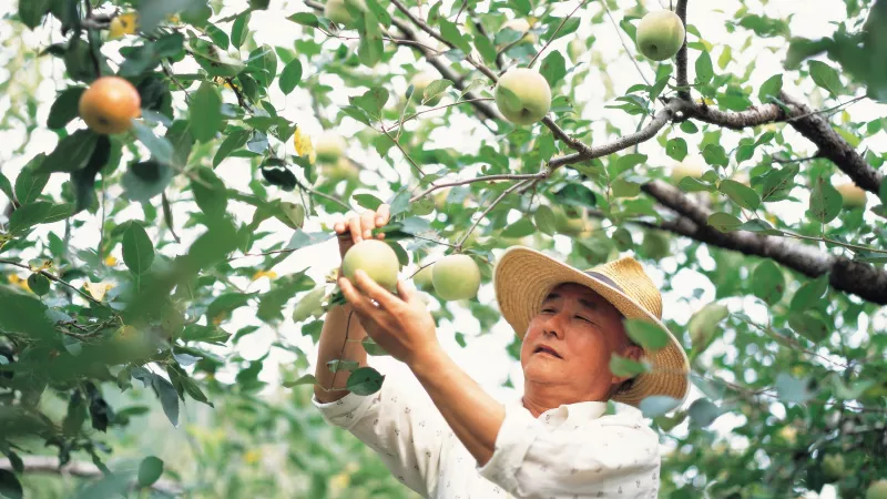 South Korean male farmer caring apple fruits at an orchard.