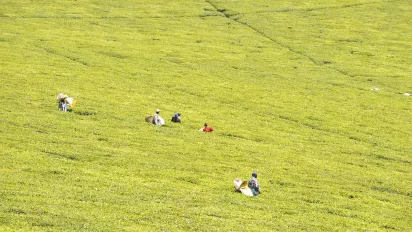 Tea plantation workers in Kenya.