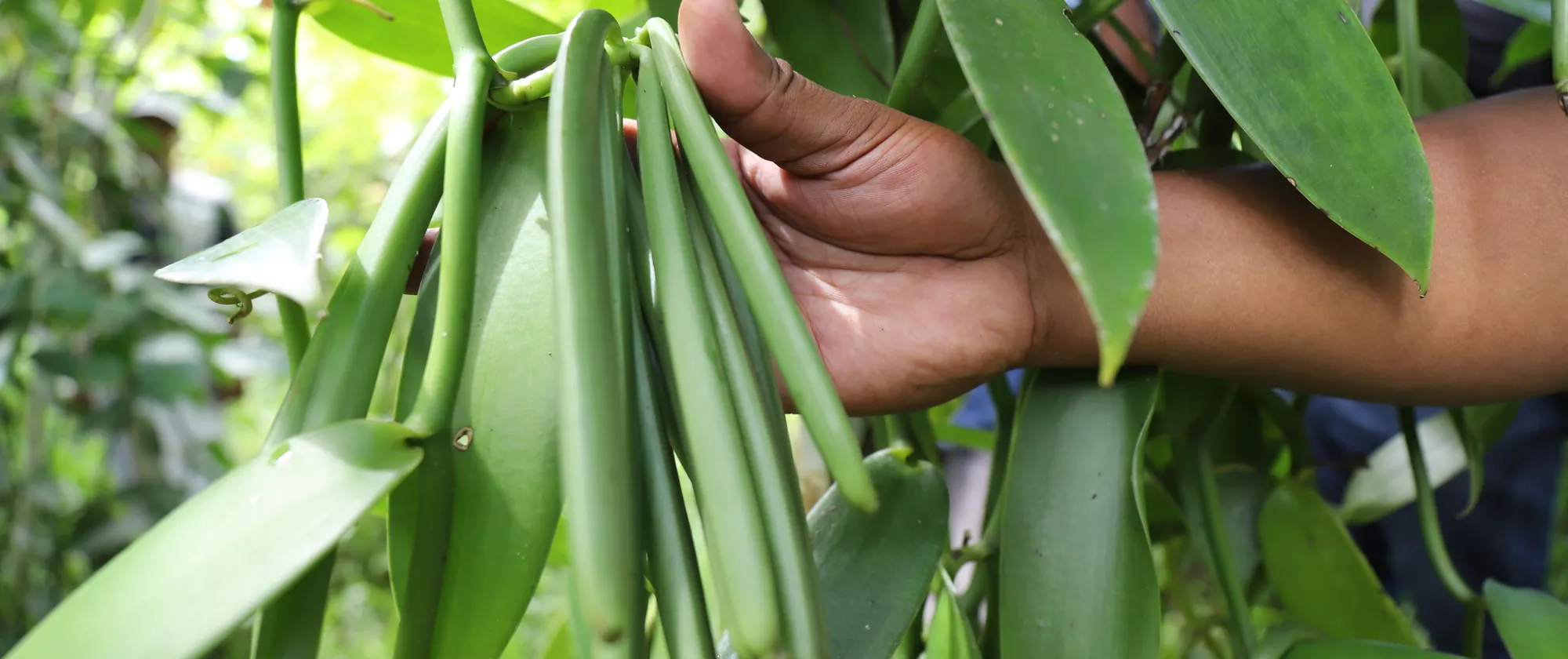  Vanilla plantation in Madagascar,2020